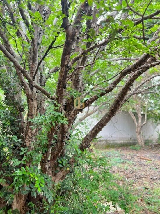 Casa de 300 m² Santos Dumont - Lagoa Santa, à venda por R$ 1.350.000 foto 4