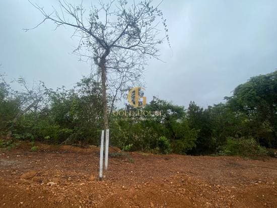 Terreno de 525 m² Parque das Borboletas - Lagoa Santa, à venda por R$ 279.900 foto 4