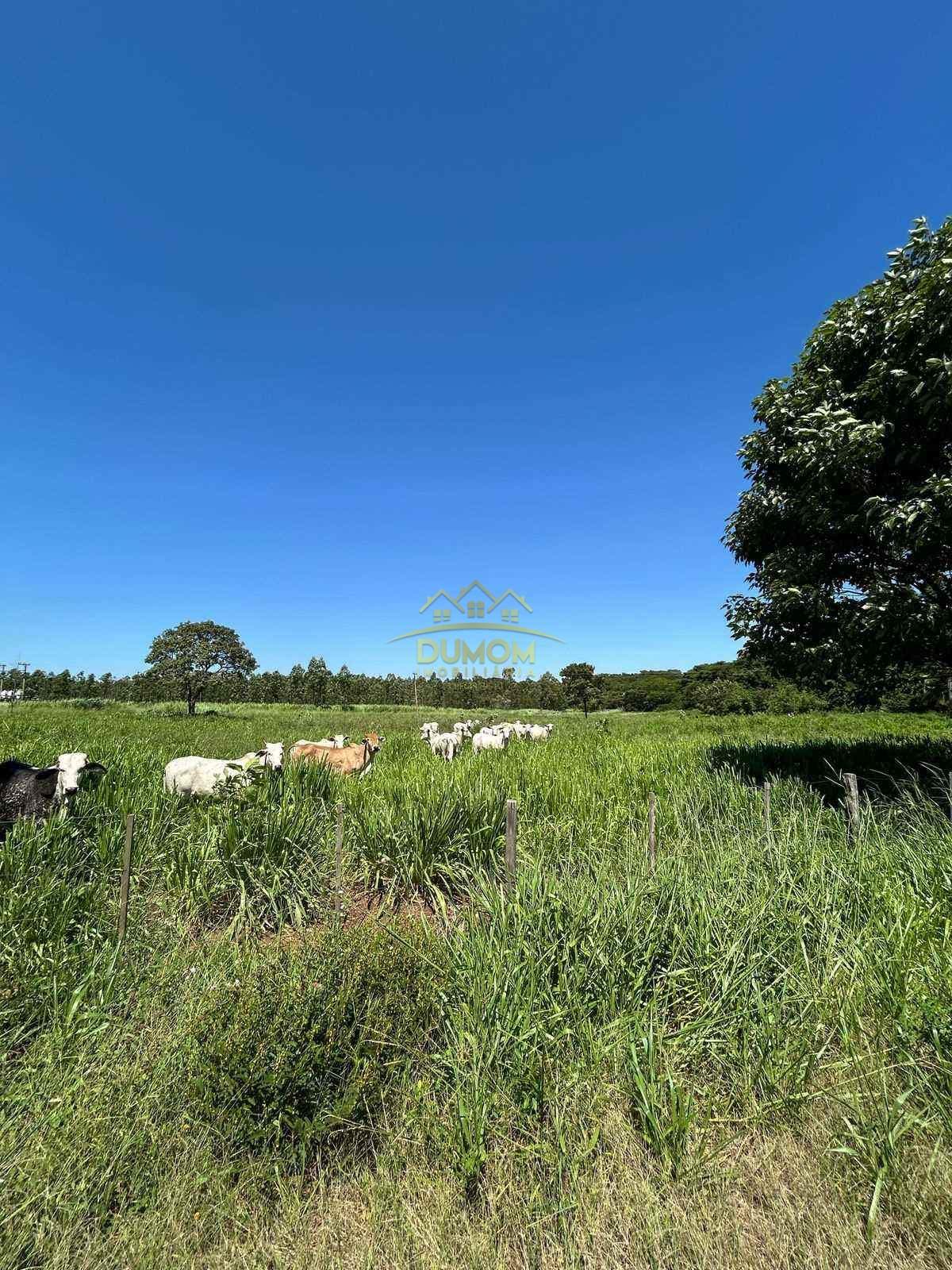 Sítio para Venda por R$ 600.000, Área Rural em Castilho/SP foto 3